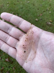 Zygaenoidea