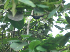 Euneornis campestris