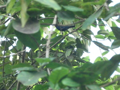 Euneornis campestris