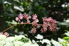 Aralia continentalis