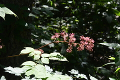 Aralia continentalis