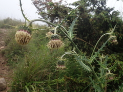 Cirsium arisanense