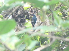 Euneornis campestris