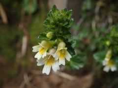 Euphrasia transmorrisonensis