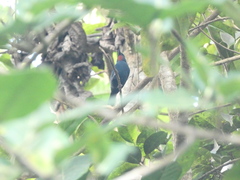 Euneornis campestris