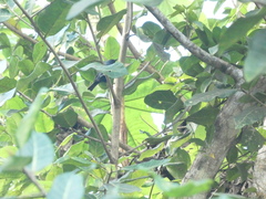 Euneornis campestris