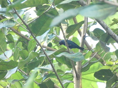 Euneornis campestris