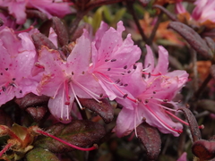 Rhododendron rubropilosum