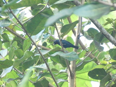 Euneornis campestris