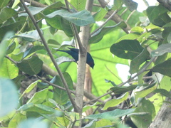 Euneornis campestris