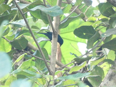 Euneornis campestris