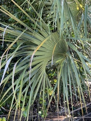 Serenoa repens