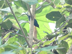 Euneornis campestris