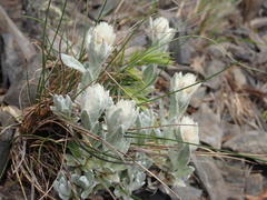 Anaphalis nepalensis