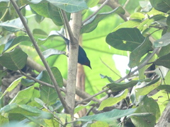 Euneornis campestris