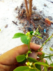 Euphorbia graminea