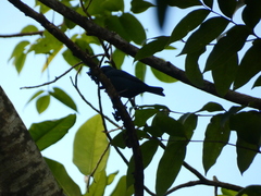 Euneornis campestris