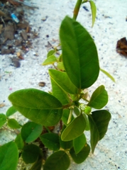 Euphorbia graminea