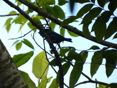 Euneornis campestris