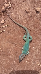 Podarcis siculus campestris