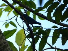 Euneornis campestris