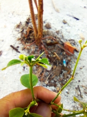 Euphorbia graminea