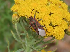 Spilostethus pandurus elegans