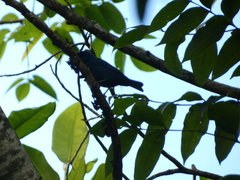 Euneornis campestris