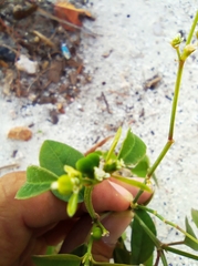 Euphorbia graminea