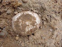 Agaricus devoniensis