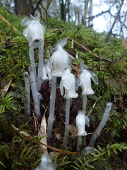 Monotropastrum humile