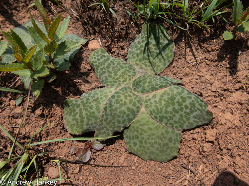 Ledebouria ovatifolia