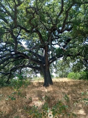 Quercus ithaburensis macrolepis
