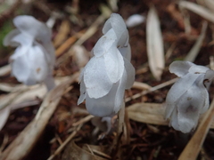 Monotropastrum humile