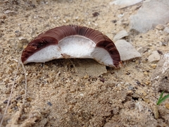 Agaricus devoniensis