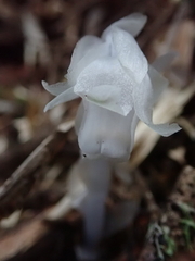 Monotropastrum humile