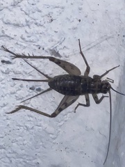 Gryllomorpha dalmatina