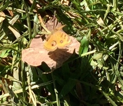 Junonia almana javana
