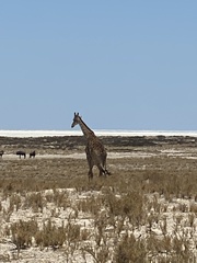 Giraffa camelopardalis angolensis