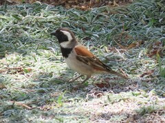 Passer melanurus melanurus