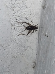 Gryllomorpha dalmatina