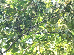 Setophaga caerulescens