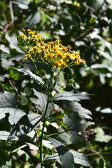 Jacobaea cannabifolia