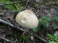 Amanita rubescens