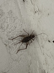 Gryllomorpha dalmatina
