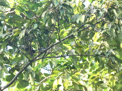 Setophaga caerulescens