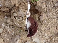 Agaricus devoniensis