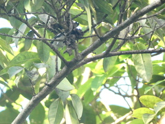 Setophaga caerulescens