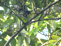 Setophaga caerulescens