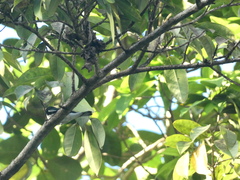 Setophaga caerulescens